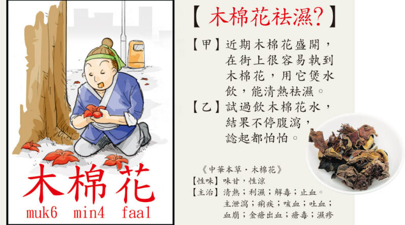 【中醫治療】鮮木棉花煲水 祛濕變助濕 陽虛寒底反致腹瀉