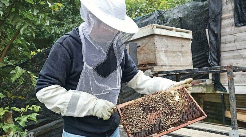 【中醫治療】浸、釀、漬 變化萬千 蜂蜜百味點止甜
