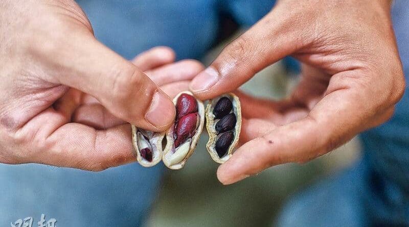 【營養要識】知多啲：食花生添脂潤腸