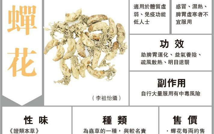 新貴蟬花 廉價版冬蟲夏草 甘寒治腎病 過量服用停呼吸