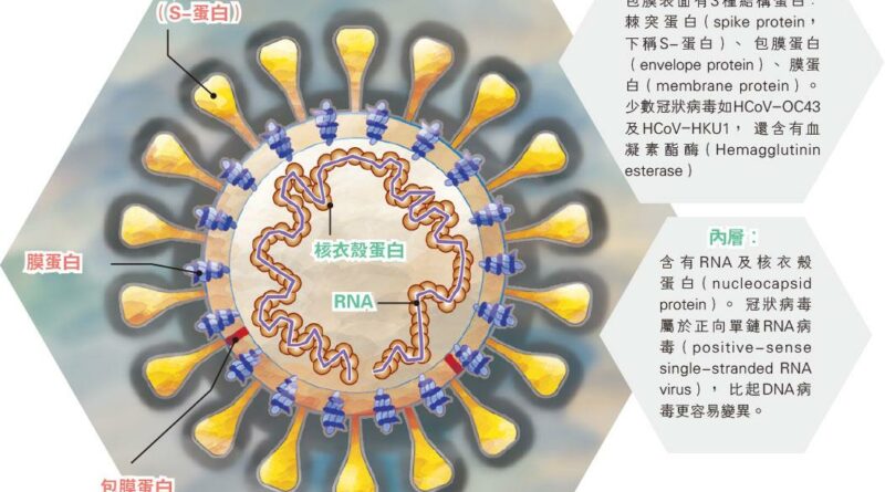 【抗疫你要知】冠狀病毒大解構 黐宿主受體入侵