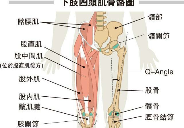 健身3式 強化四頭肌護膝 減輕膝關節發炎退化