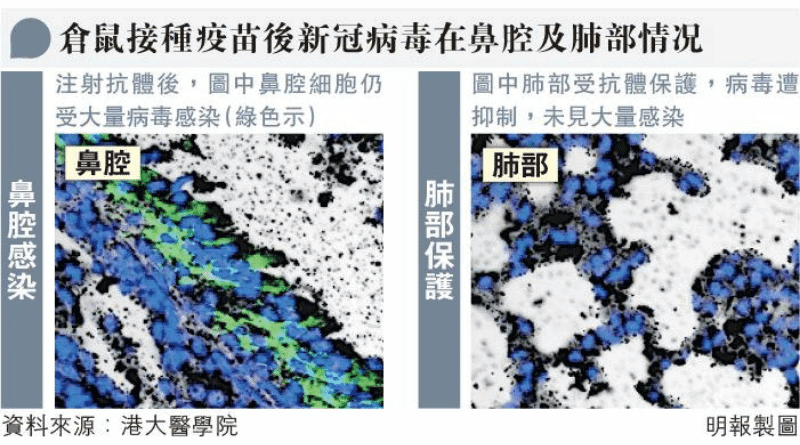 【新冠疫苗】港大醫學院研究：多種新冠疫苗對預防無症狀感染效果不理想 新冠病毒在鼻腔具大量複製能力
