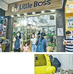 感染變種新冠病毒的17歲少女曾到旺角通菜街寵物店Little Boss（上圖）購買一隻由荷蘭進口的龍貓，衛生防護中心昨到場檢取50多個環境樣本化驗。下圖為該寵物店售賣的荷蘭龍貓，非確診者飼養的龍貓。（馮凱鍵攝）