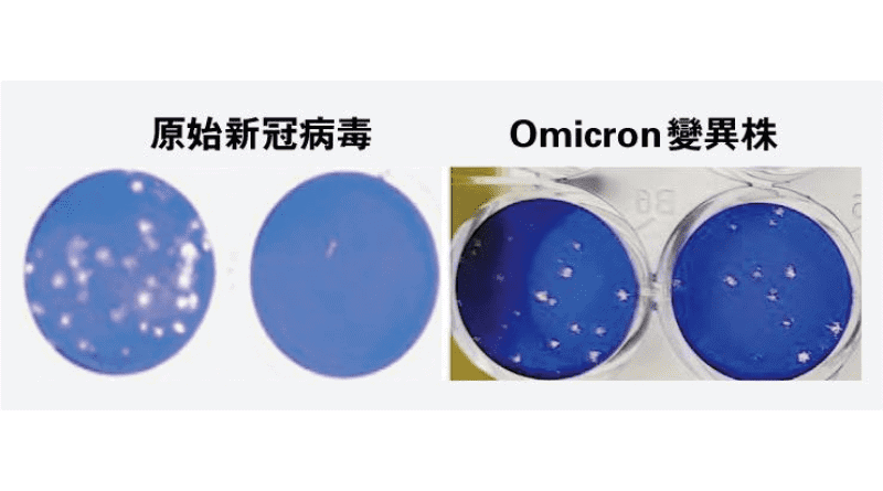 【新冠疫苗】兩大學研究：兩針復必泰面對原始新冠病毒 vs Omicron變種 中和抗體水平相距32倍 許樹昌料需接種第3劑