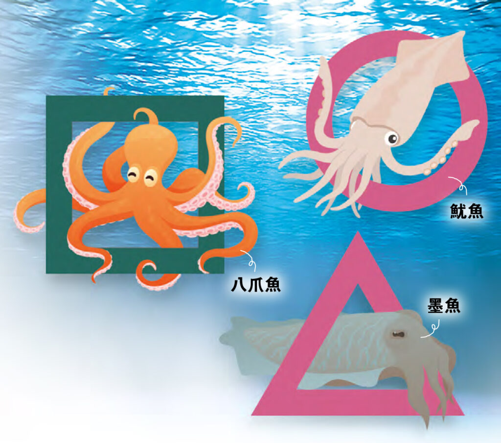 分清魷魚墨魚八爪魚 哪種膽固醇、嘌呤最高？營養比併