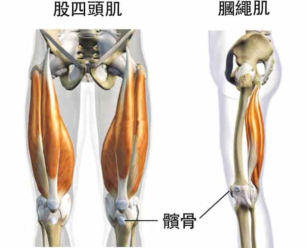 【運動創傷】劍擊運動員傷病率逾50%  運動治療擊退三大傷患