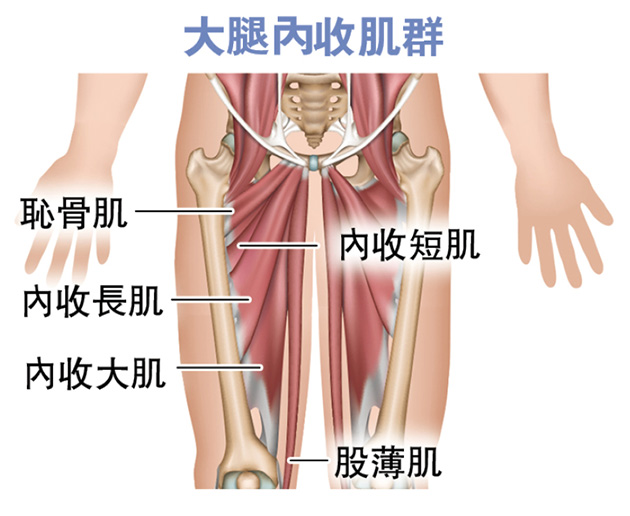 【運動創傷】球員「大字馬」救球 常見大腿拉傷 CAE訓練強化內收肌群 【運動創傷】球員「大字馬」救球 常見大腿拉傷 CAE訓練強化內收肌群