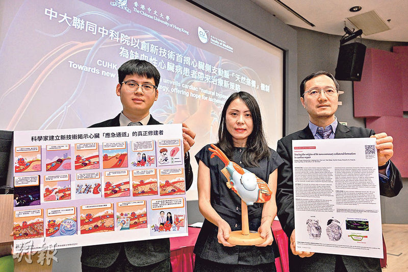 【心肌梗塞】研究揭心臟自然「搭橋」機制 側支動脈較通波仔安全 冀成治療新方向 【心肌梗塞】研究揭心臟自然「搭橋」機制 側支動脈較通波仔安全 冀成治療新方向